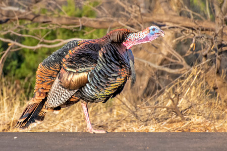 Wild tom turkey posing on a parking lot in Palo Duro Canyon State Parkの写真素材