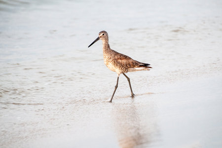 Dowitcher wading through wet sand with reflection in foreground