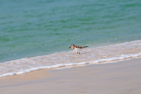 Sanderling wading in the surf looking for foodの写真素材
