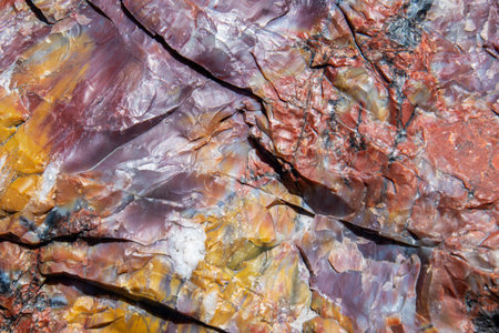 Colorful patterns exhibited by the quartz crystals found in petrified woodの写真素材
