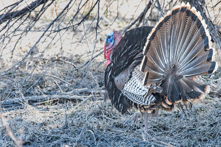 Tom turkey forages for food in Bosque del Apache, New Mexcio with tail feathers fannedの写真素材
