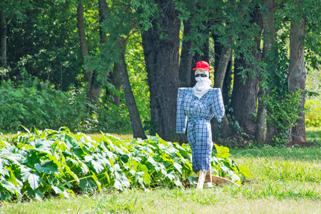 Homemade scarecrow stands watch over a vegetable patch to deter birds and other crittersの写真素材