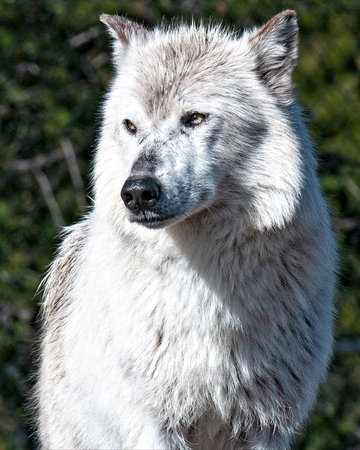 White wolf standing alone
