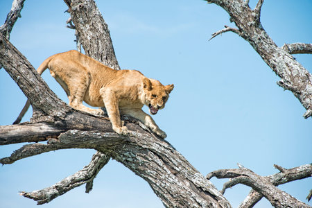 Young male lion snarls while climbing down from a tree perch in the Serengetiの写真素材