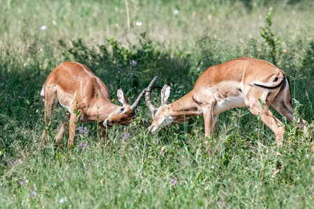 Two Impala rams spar in a grassy area of the Serengetiの写真素材