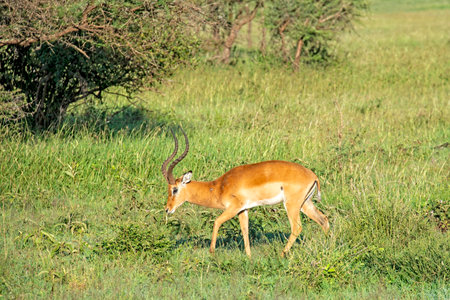 Lone Impala ram grazes through the grassy plain of the Serengeti in Tanzania, East Africaの写真素材