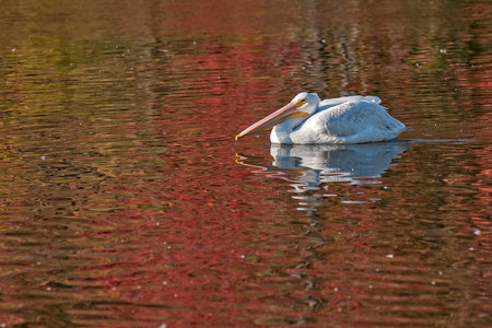 American white pelican floating on water that reflects the fall color of trees near water's edgeの写真素材