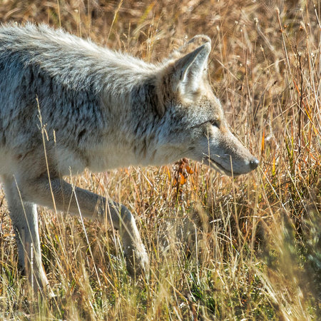 Coyote stealthily stalking its prey in Yellowstone National Park
