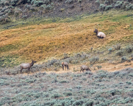 Elk family including bull elk, cow and two elk calves feeding and resting in Hayden Valley in Yellowstone National Park, Wyomingの写真素材