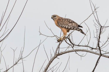 Red-shouldered hawk surveying his territory from a leafless tree branchの写真素材