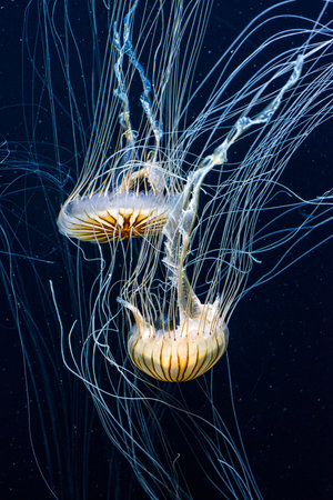 Pacific sea nettles swimming in a large aquarium tankの写真素材