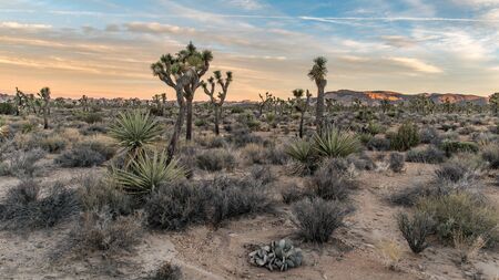 A beautiful morning in the Joshua Tree Nationalparkの写真素材