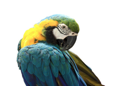 parrotの写真素材