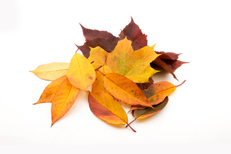Autumn maple leaves isolated on white backgroundの写真素材