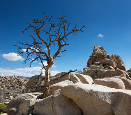 Joshua Tree National Parkの写真素材