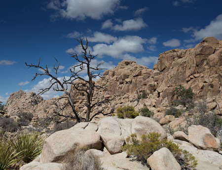 Joshua Tree National Parkの写真素材