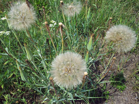 Dandelions clearing summer hot noon sun greenery grass