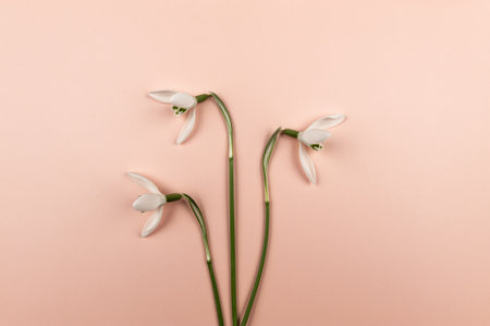 Top view of white snowdrops on pink background. Three spring flowers flat lay. Copy space.の写真素材
