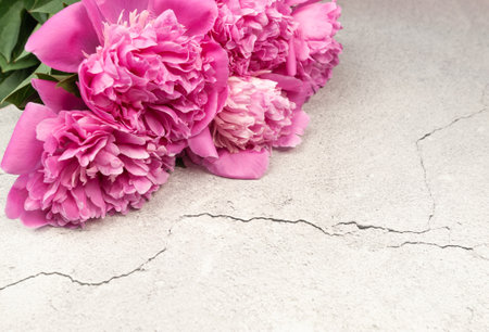 Pink peonies blossoms on grey concrete background. Peonies flowers, copy space.の写真素材