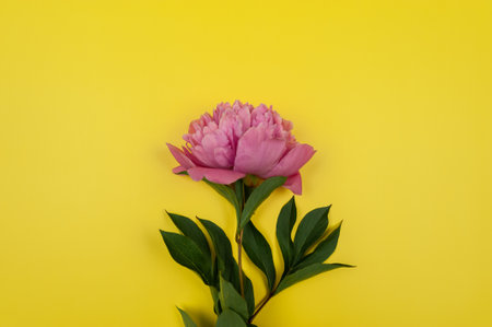 Top view of pink peony blossom on yellow background. Peony flower flat lay, copy space.の写真素材