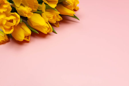 Yellow tulips on pink background. Spring colourful composition, flowers bouquet.の写真素材