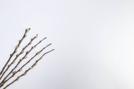 Top view of pussy willow branches on white background. Spring easter composition, copy space, flat...