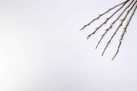 Top view of pussy willow branches on white background. Spring easter composition, copy space, flat lay.の写真素材