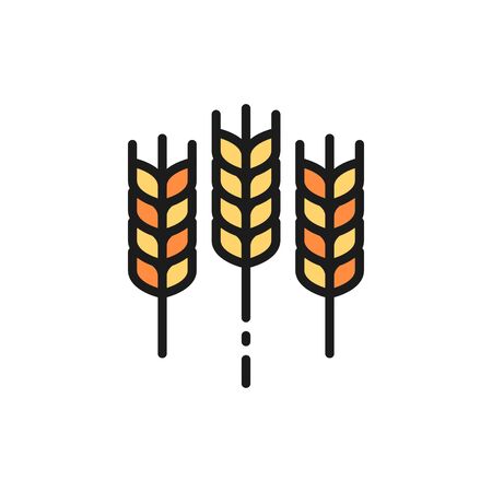 Vector wheat ear, grain flat color line icon. Symbol and sign illustration design. Isolated on white backgroundのイラスト素材