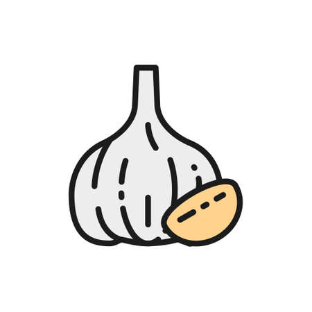 Garlic, spice flat color line icon. Isolated on white backgroundのイラスト素材