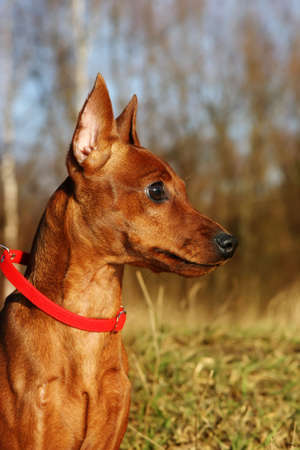 Portrait of the cute puppy called Sebastienの写真素材