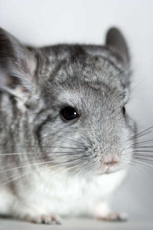 Grey chinchillaの写真素材