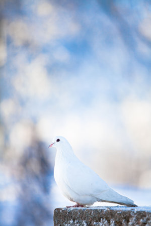 White doveの写真素材