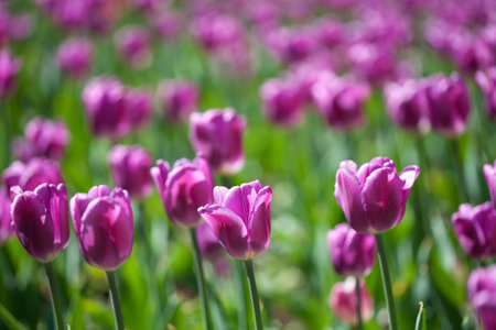 Field of purple tulips. Focused on central flower.の写真素材