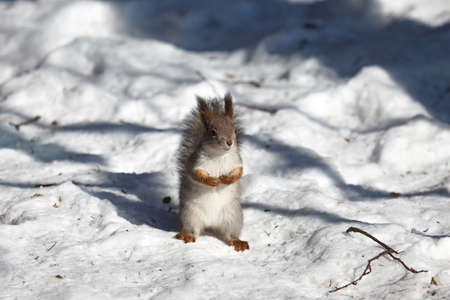 Closeup of red squirrel on the snowの写真素材