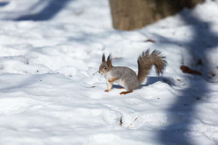 Closeup of red squirrel on the snow