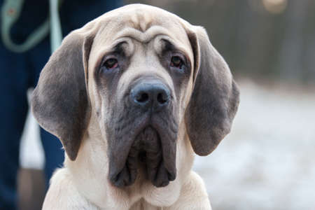 Mastiff puppy portrait. Always sad eyes dogの写真素材