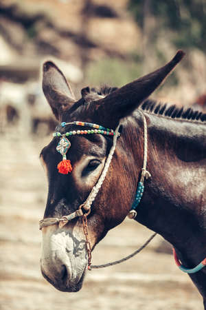Cute traditional donkey in Oia village, Santorini island, Greeceの写真素材