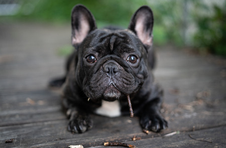 french bulldogの写真素材