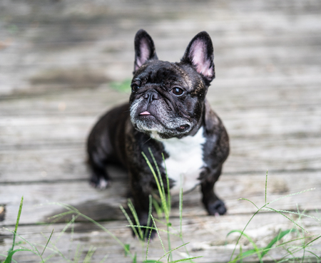 French bulldog  outsideの写真素材