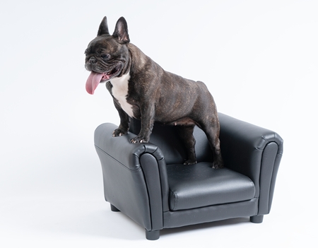 French bulldog portraitの写真素材