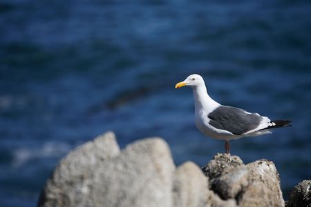 Seagullの写真素材