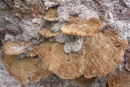 close up mushroom on wood for background