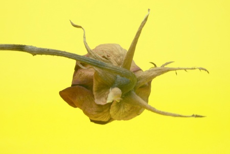Dead Roses Isolated on yellow Background の写真素材