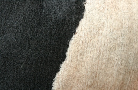 texture of skin of cow using as background