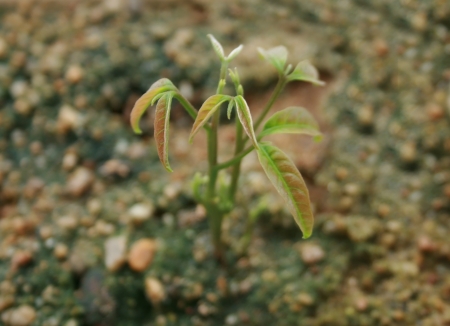Seedling growth for texture