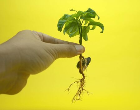 tabroot and fibrous root isolated