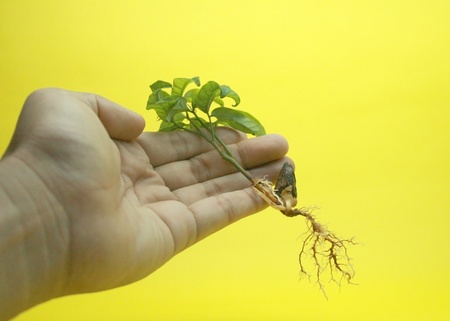 tabroot and fibrous root isolatedの写真素材