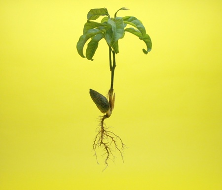 tabroot and fibrous root isolatedの写真素材