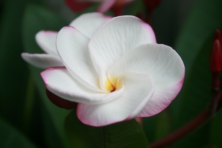 frangipani flower or Leelawadee flower の写真素材