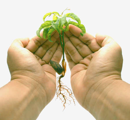 tabroot and fibrous root isolatedの写真素材